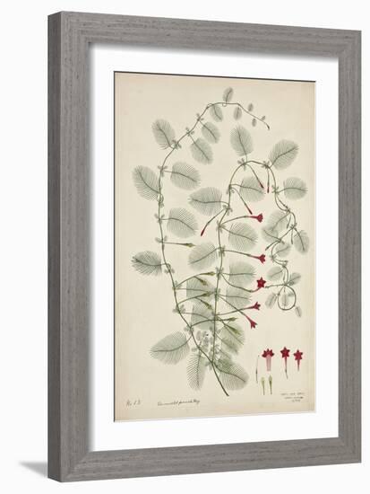 Quamoclit Pinnata Boj, 1800-10-null-Framed Giclee Print