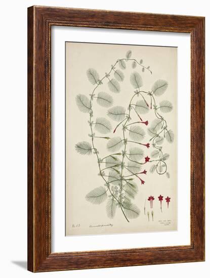 Quamoclit Pinnata Boj, 1800-10-null-Framed Giclee Print