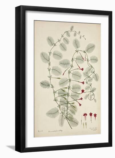 Quamoclit Pinnata Boj, 1800-10-null-Framed Giclee Print