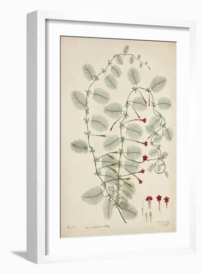 Quamoclit Pinnata Boj, 1800-10-null-Framed Giclee Print