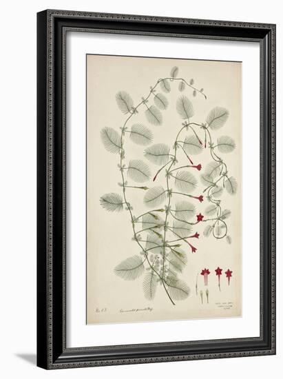 Quamoclit Pinnata Boj, 1800-10-null-Framed Giclee Print