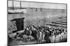 Quantities of Codfish Drying in the Sun at Aveiro by the Mouth of the Vouga, Portugal, C1930S-AW Cutler-Mounted Giclee Print