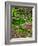 Quarry Garden, Wilmington, Delaware, USA, Deleware-Jay O'brien-Framed Photographic Print