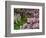 Quarry Garden, Wilmington, Delaware, USA, Deleware-Jay O'brien-Framed Photographic Print