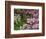 Quarry Garden, Wilmington, Delaware, USA, Deleware-Jay O'brien-Framed Photographic Print