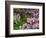 Quarry Garden, Wilmington, Delaware, USA, Deleware-Jay O'brien-Framed Photographic Print