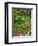 Quarry Garden, Wilmington, Delaware, USA, Deleware-Jay O'brien-Framed Photographic Print