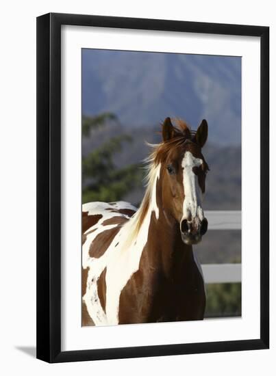 Quarter 021-Bob Langrish-Framed Photographic Print