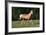 Quarter 029-Bob Langrish-Framed Photographic Print