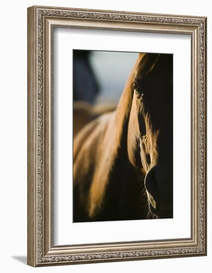 Quarter Horse in Light and Shadow-DLILLC-Framed Photographic Print