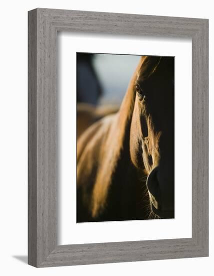 Quarter Horse in Light and Shadow-DLILLC-Framed Photographic Print