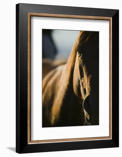 Quarter Horse in Light and Shadow-DLILLC-Framed Photographic Print