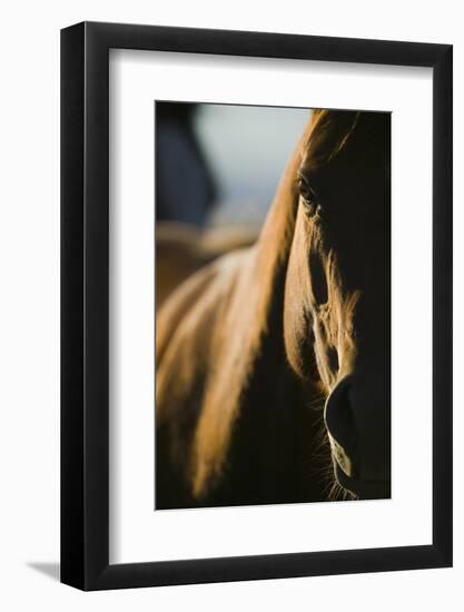 Quarter Horse in Light and Shadow-DLILLC-Framed Photographic Print