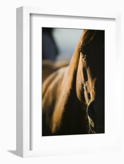 Quarter Horse in Light and Shadow-DLILLC-Framed Photographic Print