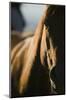 Quarter Horse in Light and Shadow-DLILLC-Mounted Photographic Print