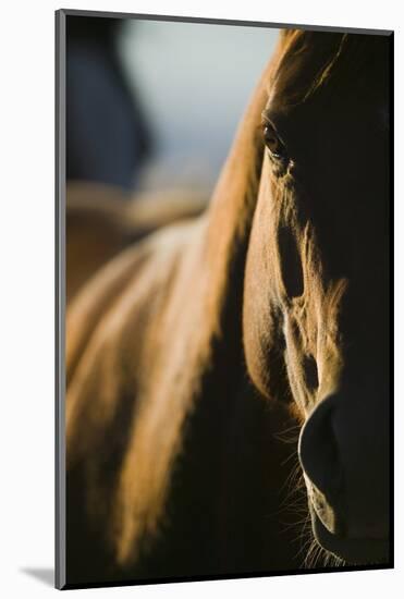 Quarter Horse in Light and Shadow-DLILLC-Mounted Photographic Print