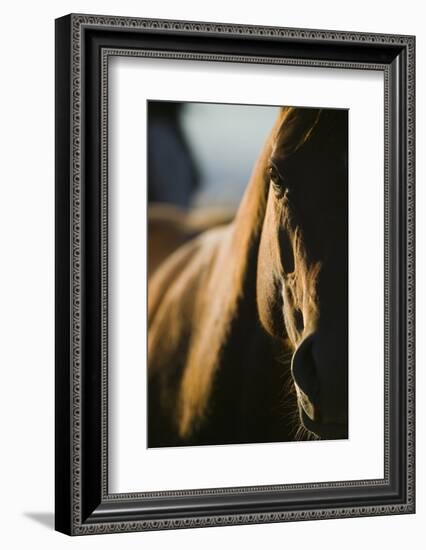 Quarter Horse in Light and Shadow-DLILLC-Framed Photographic Print