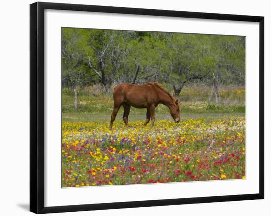 Quarter Horse in Wildflower Field Near Cuero, Texas, USA-Darrell Gulin-Framed Photographic Print