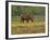 Quarter Horse in Wildflower Field Near Cuero, Texas, USA-Darrell Gulin-Framed Photographic Print