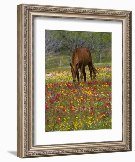 Quarter Horse in Wildflower Field Near Cuero, Texas, USA-Darrell Gulin-Framed Photographic Print