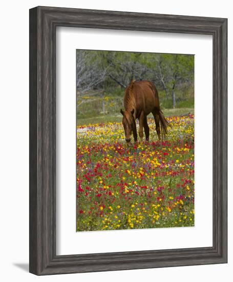 Quarter Horse in Wildflower Field Near Cuero, Texas, USA-Darrell Gulin-Framed Photographic Print