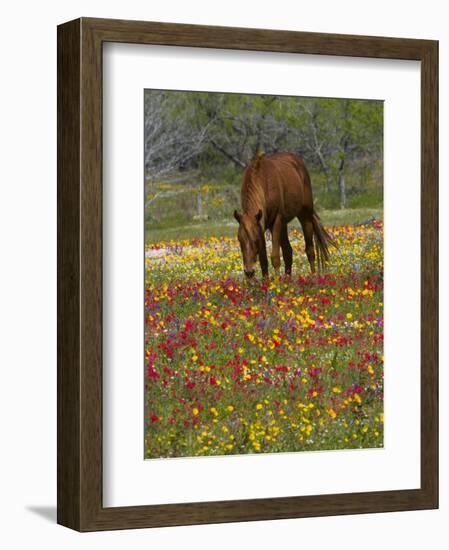 Quarter Horse in Wildflower Field Near Cuero, Texas, USA-Darrell Gulin-Framed Photographic Print