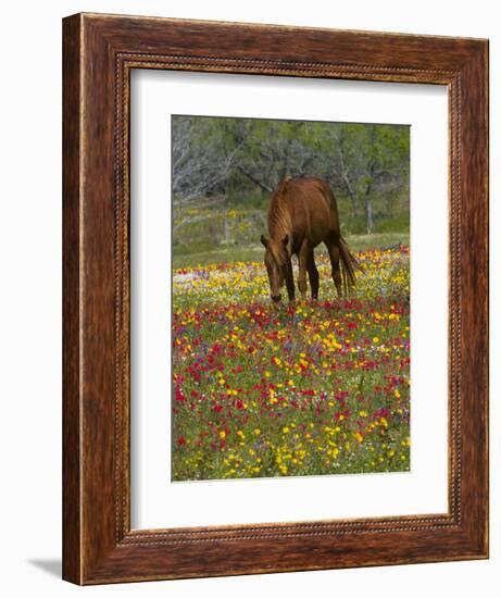 Quarter Horse in Wildflower Field Near Cuero, Texas, USA-Darrell Gulin-Framed Photographic Print