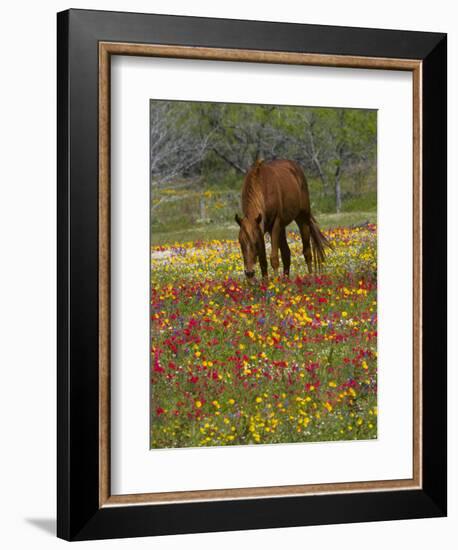 Quarter Horse in Wildflower Field Near Cuero, Texas, USA-Darrell Gulin-Framed Photographic Print