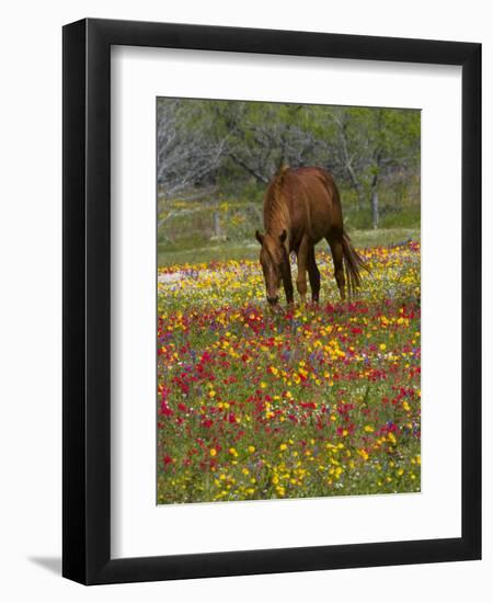 Quarter Horse in Wildflower Field Near Cuero, Texas, USA-Darrell Gulin-Framed Photographic Print