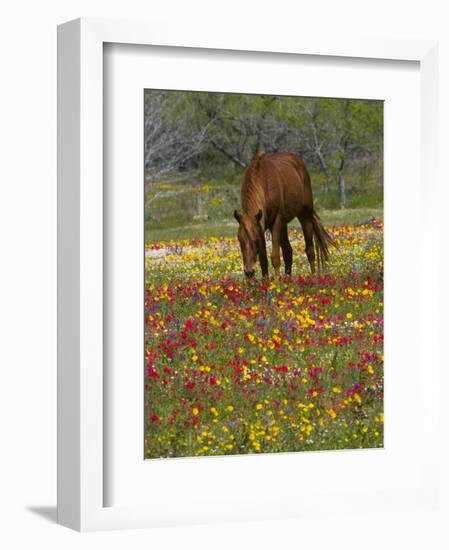 Quarter Horse in Wildflower Field Near Cuero, Texas, USA-Darrell Gulin-Framed Photographic Print