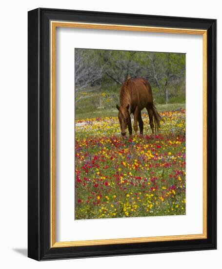 Quarter Horse in Wildflower Field Near Cuero, Texas, USA-Darrell Gulin-Framed Photographic Print