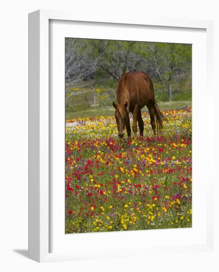 Quarter Horse in Wildflower Field Near Cuero, Texas, USA-Darrell Gulin-Framed Photographic Print