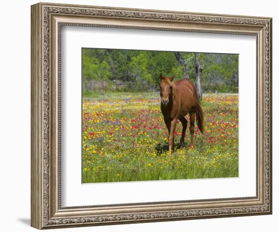 Quarter Horse in Wildflower Field Near Cuero, Texas, USA-Darrell Gulin-Framed Photographic Print