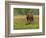 Quarter Horse in Wildflower Field Near Cuero, Texas, USA-Darrell Gulin-Framed Photographic Print