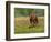 Quarter Horse in Wildflower Field Near Cuero, Texas, USA-Darrell Gulin-Framed Photographic Print