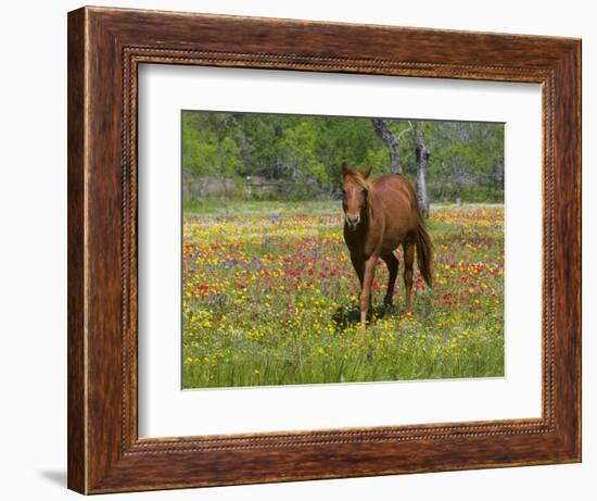 Quarter Horse in Wildflower Field Near Cuero, Texas, USA-Darrell Gulin-Framed Photographic Print