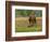 Quarter Horse in Wildflower Field Near Cuero, Texas, USA-Darrell Gulin-Framed Photographic Print