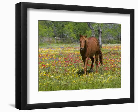 Quarter Horse in Wildflower Field Near Cuero, Texas, USA-Darrell Gulin-Framed Photographic Print