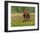 Quarter Horse in Wildflower Field Near Cuero, Texas, USA-Darrell Gulin-Framed Photographic Print