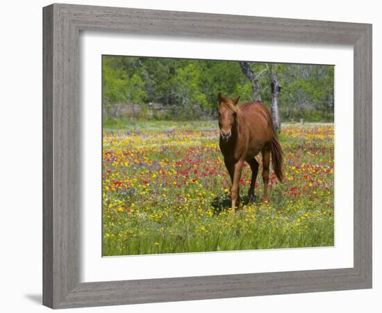 Quarter Horse in Wildflower Field Near Cuero, Texas, USA-Darrell Gulin-Framed Photographic Print