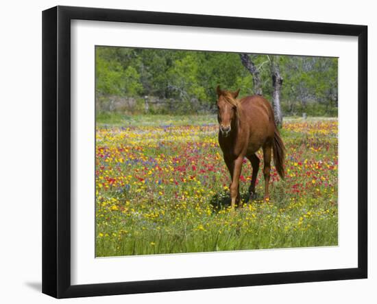 Quarter Horse in Wildflower Field Near Cuero, Texas, USA-Darrell Gulin-Framed Photographic Print