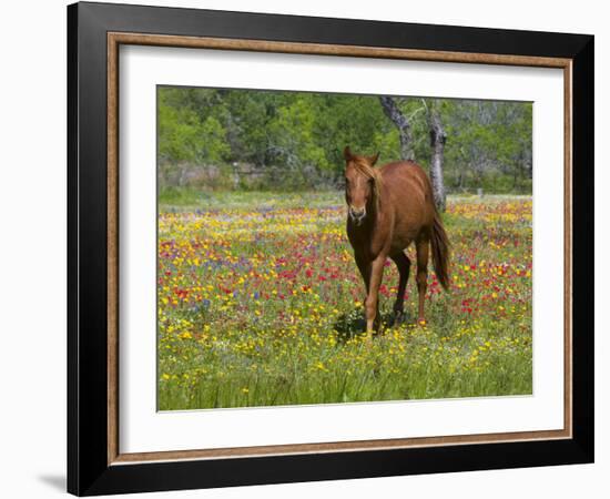 Quarter Horse in Wildflower Field Near Cuero, Texas, USA-Darrell Gulin-Framed Photographic Print