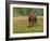 Quarter Horse in Wildflower Field Near Cuero, Texas, USA-Darrell Gulin-Framed Photographic Print