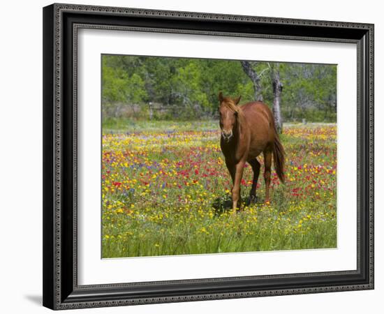 Quarter Horse in Wildflower Field Near Cuero, Texas, USA-Darrell Gulin-Framed Photographic Print