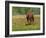 Quarter Horse in Wildflower Field Near Cuero, Texas, USA-Darrell Gulin-Framed Photographic Print