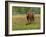 Quarter Horse in Wildflower Field Near Cuero, Texas, USA-Darrell Gulin-Framed Photographic Print