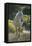 Quarter Horse Trotting on Trail-DLILLC-Framed Premier Image Canvas