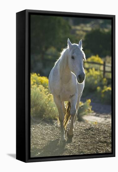 Quarter Horse Trotting on Trail-DLILLC-Framed Premier Image Canvas