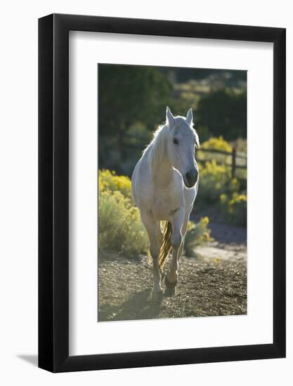 Quarter Horse Trotting on Trail-DLILLC-Framed Premium Photographic Print