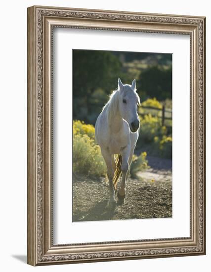 Quarter Horse Trotting on Trail-DLILLC-Framed Photographic Print